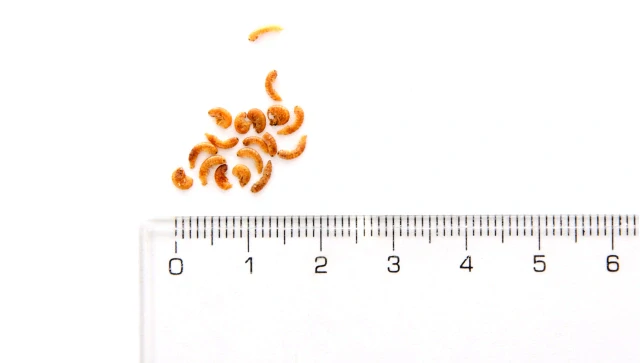 JK ANIMALS Gammarus Mini, 25 g