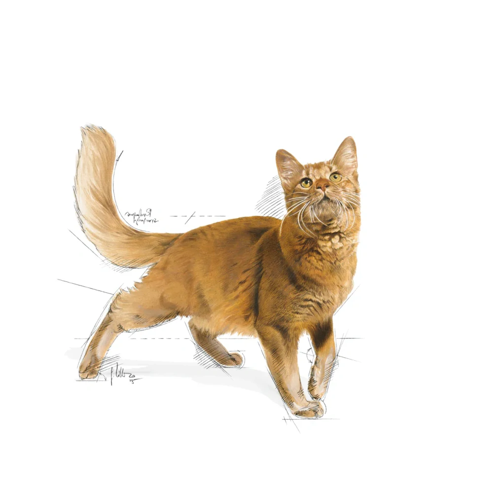 ROYAL CANIN Fit Granule pre správnu kondíciu mačiek, 400g